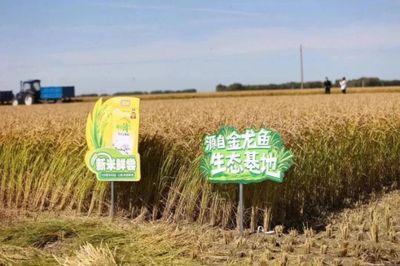 金龍魚沒(méi)有自營(yíng)的種植基地，而是通過(guò)合作獲取糧食原料：金龍魚沒(méi)有自營(yíng)的種植基地，是與不同的合作伙伴進(jìn)行加工