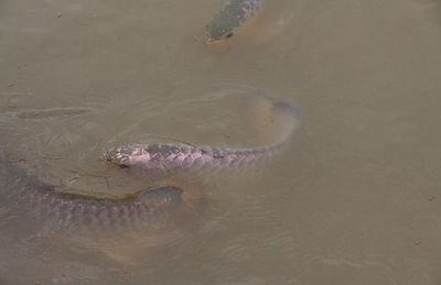 龍魚最早被生物學家發(fā)現(xiàn)定名是在什么地方：龍魚最早被生物學家發(fā)現(xiàn)定名在1829年