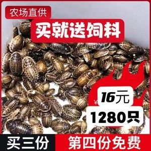 龍魚被認為非常喜歡吃蟑螂：龍魚可以吃蟑螂嗎 龍魚百科 第3張