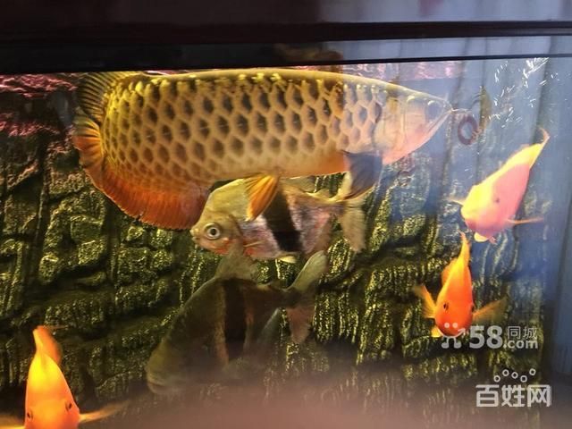 金龍魚咬巴西亞魚的原因：金龍魚為什么咬巴西亞魚？