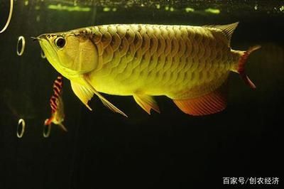 金龍魚是國家二級保護(hù)動物嗎？：關(guān)于金龍魚是否為國家二級保護(hù)動物的問題，我們可以從以下幾方面進(jìn)行探討 龍魚百科 第2張