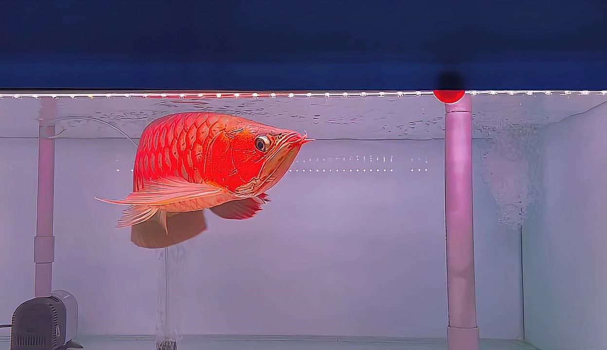 紅龍魚(yú)用什么燈好看又漂亮的指南紅龍魚(yú)的燈光選擇：紅龍魚(yú)用什么燈好看又漂亮的指南