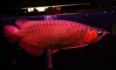 紅龍魚(yú)用什么燈好看又漂亮的指南紅龍魚(yú)的燈光選擇：紅龍魚(yú)用什么燈好看又漂亮的指南