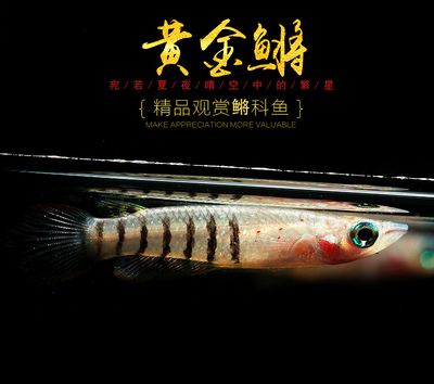 印度金龍魚是什么？：印度金龍魚是一種什么樣的魚？ 龍魚百科