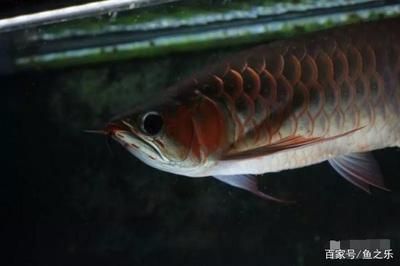 如何處理龍魚偏食小魚的方法：處理龍魚偏食小魚的方法，需要了解龍魚的飲食習慣 龍魚百科 第3張