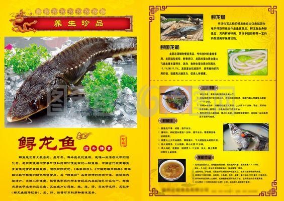 龍魚飼料選擇的建議：龍魚飼料選擇對于健康和生長至關重要,龍魚飼料選擇的建議