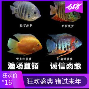 紅龍魚鱗片上的紅點(diǎn)是什么病？：紅龍魚鱗片上的紅點(diǎn)可能是由于出血病所致，出血病可能由多種因素引起