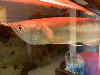 龍魚受驚嚇撞缸拒食會死嗎，龍魚受驚嚇撞缸會死嗎：龍魚受驚嚇撞缸拒食會死嗎 龍魚百科 第1張