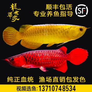 小龍魚的生長潛力較大，但需要適宜的養(yǎng)殖條件和耐心等待：小龍魚的體長潛力有多大？ 龍魚百科 第3張