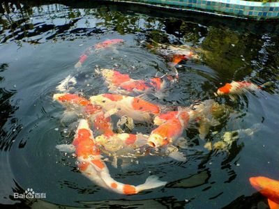 紅龍魚(yú)的飼養(yǎng)難度高嗎，要求高嗎：紅龍魚(yú)好養(yǎng)嗎，要求高嗎