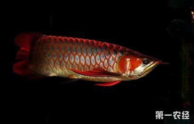 紅龍魚(yú)的飼養(yǎng)難度高嗎，要求高嗎：紅龍魚(yú)好養(yǎng)嗎，要求高嗎