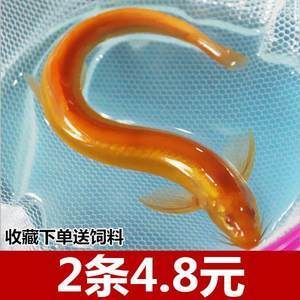 最小的金龍魚苗多少錢一條最小的金龍魚苗多少錢一條：最小的金龍魚苗價格可能會比較高以下是具體的解釋 龍魚百科 第3張