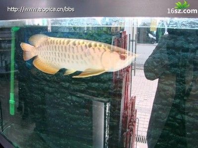 防止龍魚(yú)掉眼的方法：如何防止龍魚(yú)掉眼