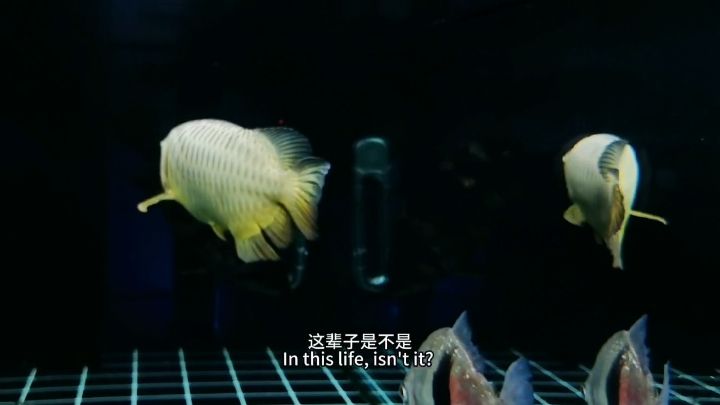 魚友們養(yǎng)的金龍魚有超過10年的嗎？：聽人說虎魚長到50公分以后生命就不長了是這樣嗎 觀賞魚論壇