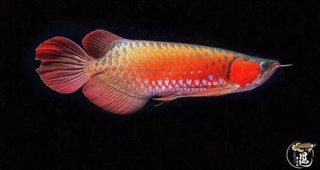 龍魚(yú)用led能發(fā)色嗎：led燈對(duì)龍魚(yú)發(fā)色的影響 龍魚(yú)百科 第2張