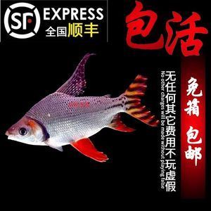 龍魚和鳳魚能一起養(yǎng)殖嗎：龍魚和鳳魚可以一起養(yǎng)殖