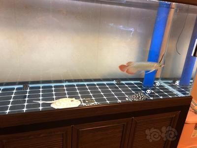 龍魚換水后多久后可以喂食？：龍魚換水后喂食的時(shí)間是一個(gè)需要考慮的問題 龍魚百科 第3張