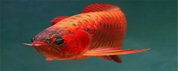 龍魚(yú)兜嘴的圖像和知識(shí)：龍魚(yú)兜嘴的基本信息和解決方案：關(guān)于龍魚(yú)兜嘴的基本信息 龍魚(yú)百科 第2張