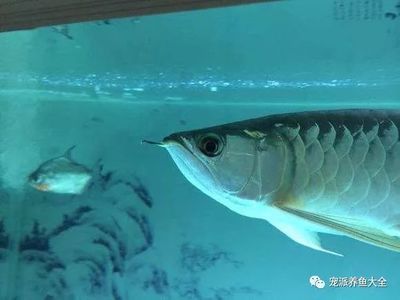 龍魚單側(cè)掉眼的治療方法包括以下幾個(gè)方面：龍魚單側(cè)掉眼的治療方法：龍魚單側(cè)掉眼怎么辦 龍魚百科 第3張