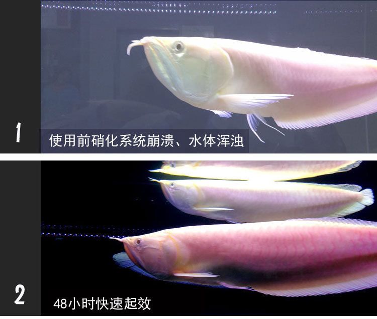 龍魚狀態(tài)不好且沒有食欲時水質(zhì)調(diào)節(jié)是非常關(guān)鍵的一步：龍魚水質(zhì)如何調(diào)節(jié) 龍魚百科 第3張