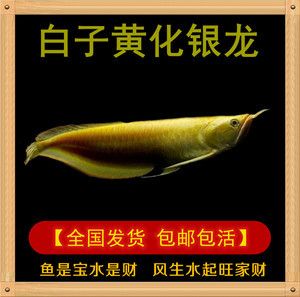 紅眼白子招財龍魚吃什么食物紅眼白子招財龍魚吃什么：紅眼白子招財龍魚吃什么吃紅眼白子招財龍魚吃什么