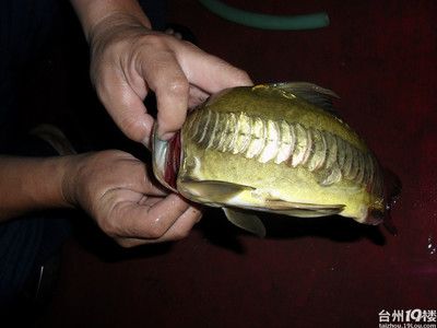 龍魚吃鯉魚會被刺死嗎為什么龍魚吃鯉魚會被刺死嗎：龍魚吃鯉魚會被刺死嗎 龍魚百科 第1張