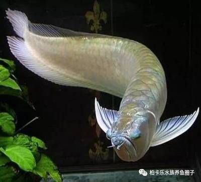 龍魚的狀態(tài)調(diào)整方法：龍魚狀態(tài)調(diào)整方法 龍魚百科 第1張