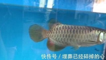 金龍魚蒙眼病有哪些表現(xiàn)：金龍魚蒙眼病有哪些癥狀，