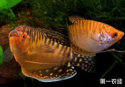 寵物觀賞魚(yú)常見(jiàn)的品種有哪些寵物觀賞魚(yú)常見(jiàn)的品種：寵物觀賞魚(yú)常見(jiàn)的品種 龍魚(yú)百科 第3張