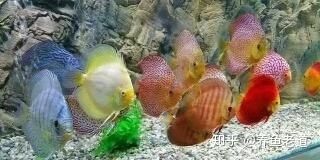 養(yǎng)龍魚時，通常會選擇較低的水位：為什么養(yǎng)龍魚水位都很低呢？ 龍魚百科