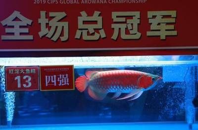 廣州龍魚錦標賽冠軍賣出108萬天價？：2024龍魚大賽冠軍龍魚大賽冠軍賣出108萬天價