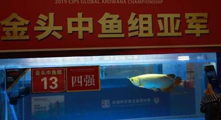 廣州龍魚錦標賽冠軍賣出108萬天價？：2024龍魚大賽冠軍龍魚大賽冠軍賣出108萬天價