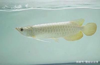 龍魚(yú)的眼睛顏色并非固定不變：龍魚(yú)的眼睛是紅色的嗎