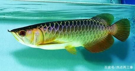 龍魚價(jià)格概覽一條龍魚多少錢一條龍魚多少錢：一條龍魚多少錢一只 龍魚百科 第1張