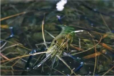 龍魚喂小河蝦要去殼嗎：在喂養(yǎng)龍魚小河蝦時，是否需要去殼理由,不去殼情況 龍魚百科 第1張