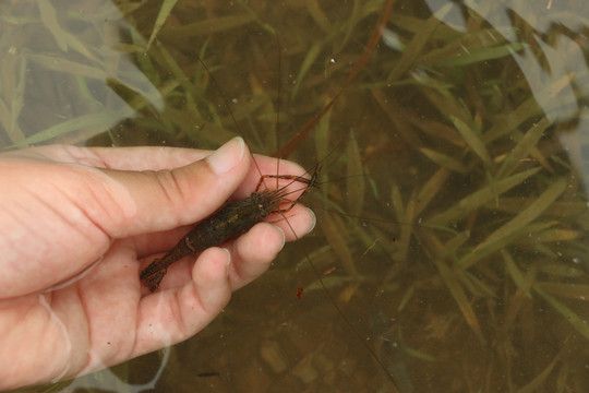 龍魚喂小河蝦要去殼嗎：在喂養(yǎng)龍魚小河蝦時，是否需要去殼理由,不去殼情況 龍魚百科 第2張