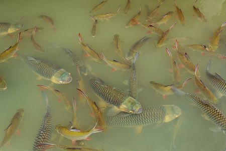 泰國金龍魚，學(xué)名美麗硬骨舌魚，被譽(yù)為“活化石”：泰國金龍魚的價(jià)格