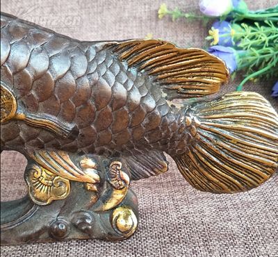 金龍魚和什么魚一起養(yǎng)旺財(cái)，金龍魚和什么魚一起混養(yǎng)：金龍魚與什么魚一起養(yǎng)旺財(cái) 龍魚百科 第3張