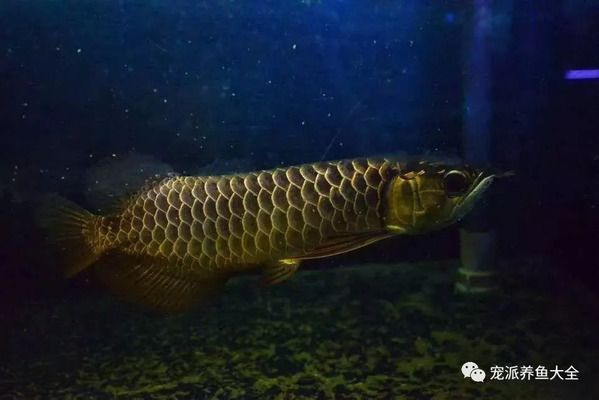 龍魚(yú)晚上活躍白天趴缸的原因：龍魚(yú)晚上活躍白天趴缸可能是由于多種原因引起的