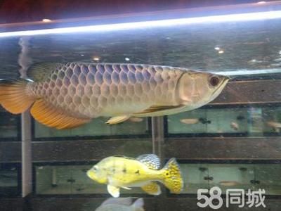 龍魚會(huì)所的主營(yíng)業(yè)務(wù)是觀賞魚和龍魚缸的設(shè)計(jì)制作經(jīng)驗(yàn)：關(guān)于龍魚會(huì)所的一些信息