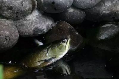 龍魚喂蛙的好處有哪些，：龍魚喂蛙的好處 龍魚百科 第2張