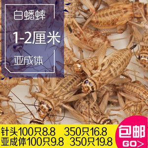 金龍魚能吃蟋蟀嗎：金龍魚可以吃蟋蟀嗎金龍魚可以吃蟋蟀嗎 龍魚百科