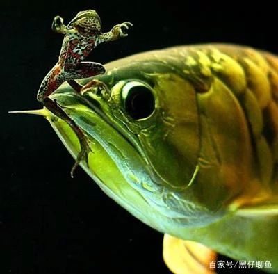 龍魚(yú)多大可以吃金蛙，龍魚(yú)多大可以吃金蛙的信息：龍魚(yú)多大可以吃金蛙呢？ 龍魚(yú)百科 第3張