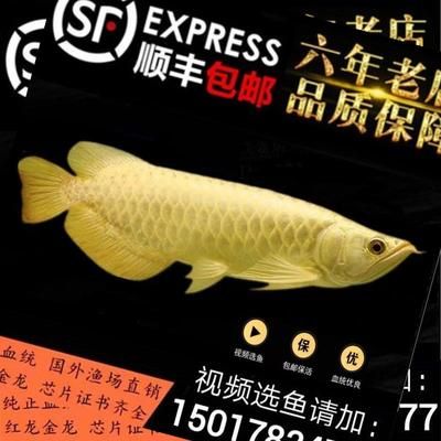 金龍魚芯片證書是什么意思：\