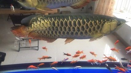 益海嘉里集團(tuán)旗下澳龍金龍魚市場評價澳龍金龍魚：澳龍金龍魚市場評價澳龍金龍魚市場評價澳龍金龍魚 龍魚百科 第3張