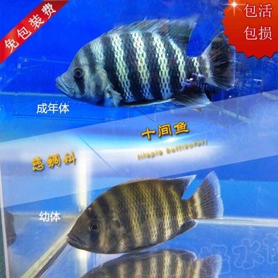 虎魚和龍魚能混養(yǎng)嗎：10公分虎魚和龍魚可以和什么魚混養(yǎng)嗎虎魚混養(yǎng)注意事項