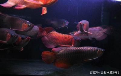 小龍魚和成年龍魚混養(yǎng)的關(guān)鍵因素需要考慮，以確保成功和魚只的健康：大小龍魚混養(yǎng)注意事項(xiàng)， 龍魚百科 第2張