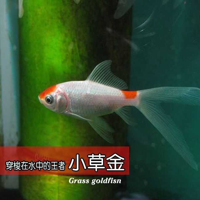 龍魚活體魚苗相關(guān)信息：龍魚活體魚苗的相關(guān)信息