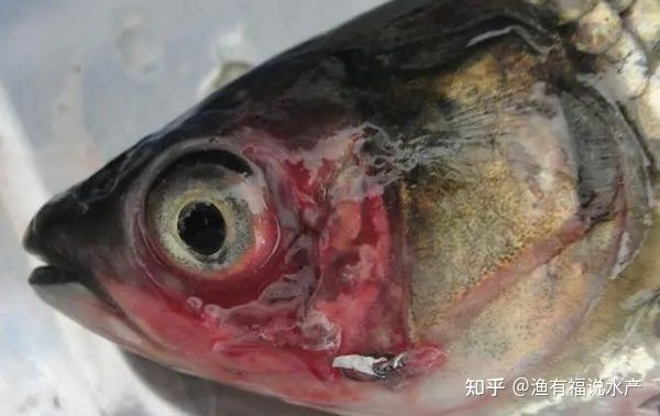 龍魚眼充血怎么治，龍魚眼充血的治療方法是什么：龍魚眼充血怎么治療 龍魚百科 第1張