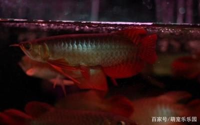 龍魚的壽命多久生小魚正常：龍魚的壽命和繁殖行為與其品種、生活環(huán)境以及養(yǎng)殖技術(shù)密切相關(guān) 龍魚百科 第2張